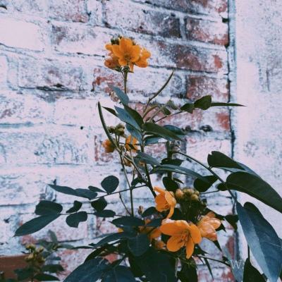 澳亚国际-登录入口截图